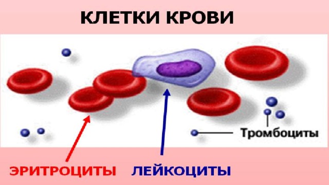 Кровеносная система фото