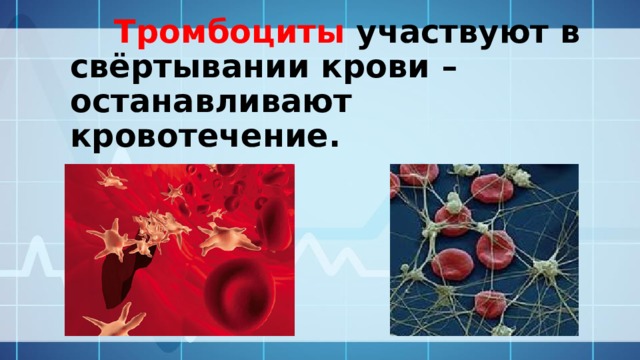  Тромбоциты участвуют в свёртывании крови – останавливают кровотечение. 
