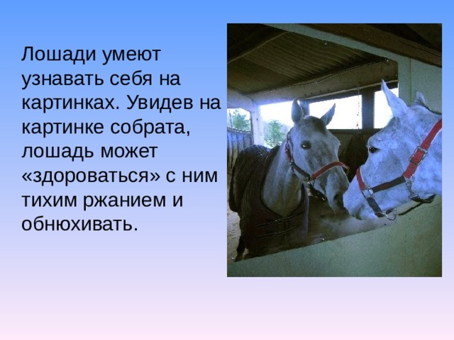 Лошади умеют узнавать себя на картинках. Увидев на картинке собрата, лошадь может «здороваться» с ним тихим ржанием и обнюхивать. 