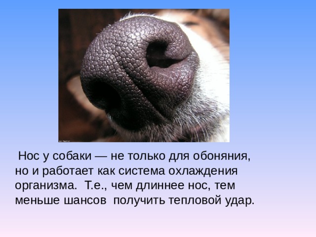 Нос у собаки — не только для обоняния, но и работает как система охлаждения организма. Т.е., чем длиннее нос, тем меньше шансов получить тепловой удар.