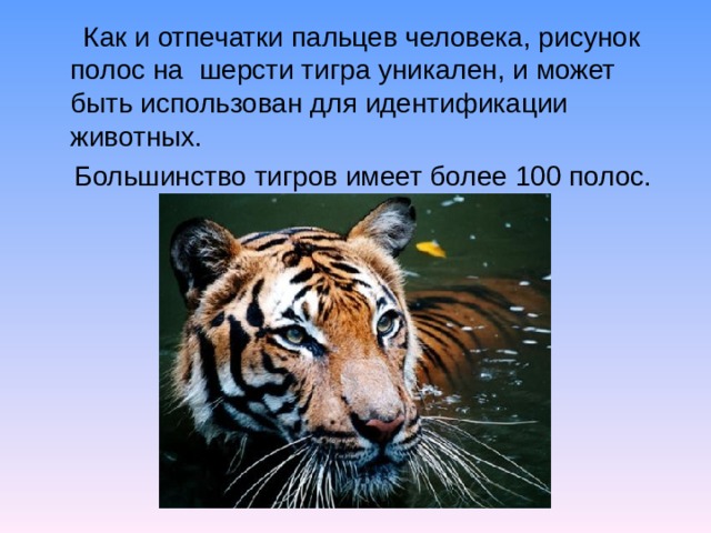 Как и отпечатки пальцев человека, рисунок полос на шерсти тигра уникален, и может быть использован для идентификации животных.  Большинство тигров имеет более 100 полос.