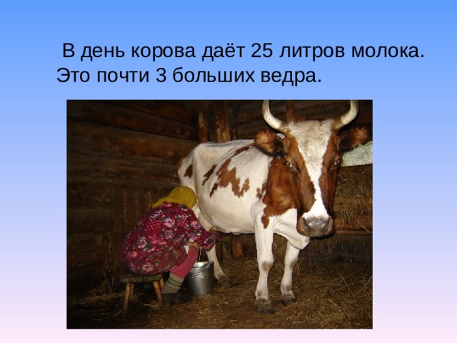 В день корова даёт 25 литров молока. Это почти 3 больших ведра.
