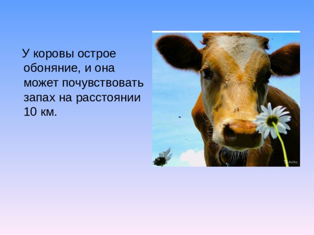 У коровы острое обоняние, и она может почувствовать запах на расстоянии 10 км.