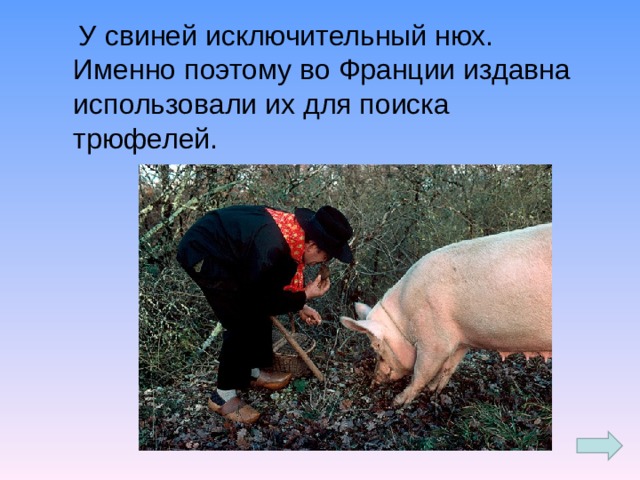 У свиней исключительный нюх. Именно поэтому во Франции издавна использовали их для поиска трюфелей.