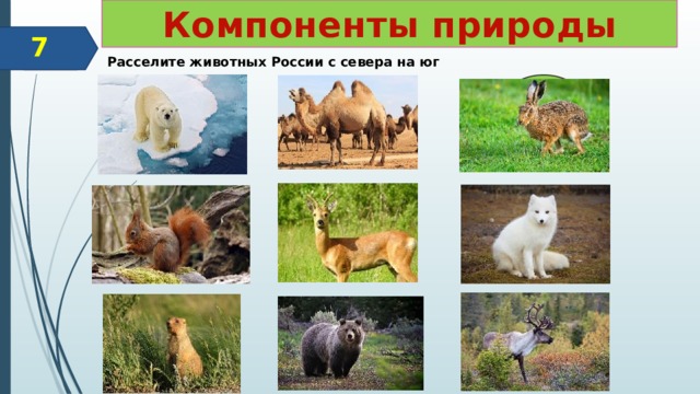 Компоненты природы Районирование 7 Расселите животных России с севера на юг 7 1 9 5 2 6 3 4 8  