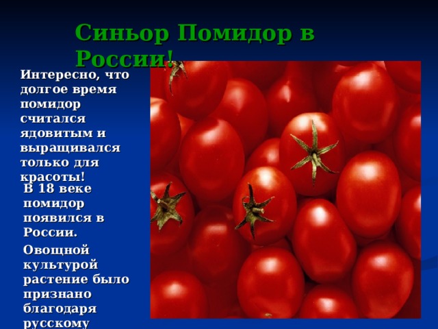 Синьор Помидор в России! Интересно, что долгое время помидор считался ядовитым и выращивался только для красоты! В 18 веке помидор появился в России. Овощной культурой растение было признано благодаря русскому учёному-агроному А. Т. Болотову. 