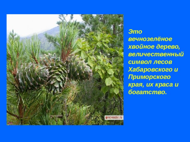 Это вечнозелёное хвойное дерево, величественный символ лесов Хабаровского и Приморского края, их краса и богатство. 