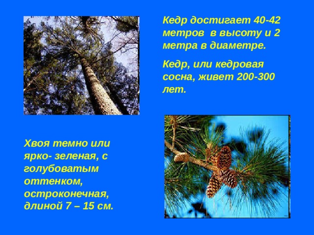 Кедр достигает 40-42 метров в высоту и 2 метра в диаметре. Кедр, или кедровая сосна, живет 200-300 лет.   Хвоя темно или ярко- зеленая, с голубоватым оттенком, остроконечная, длиной 7 – 15 см. 