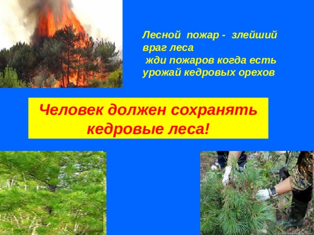 Лесной пожар - злейший враг леса  жди пожаров когда есть урожай кедровых орехов Человек должен сохранять кедровые леса! 