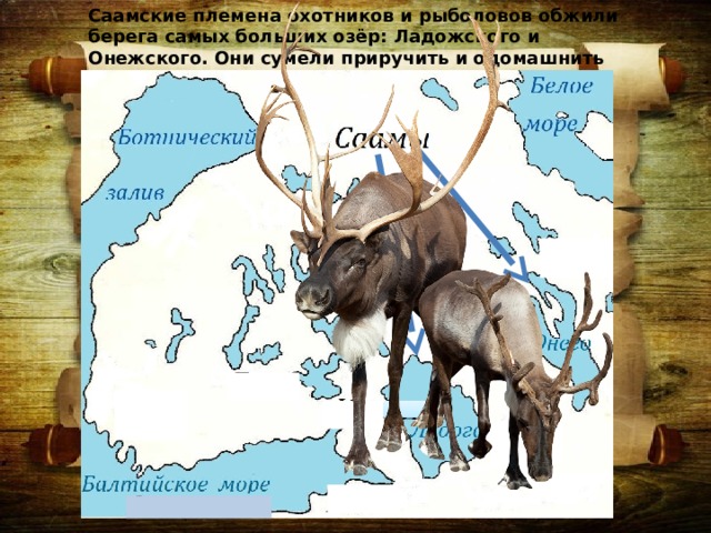 Саамские племена охотников и рыболовов обжили берега самых больших озёр: Ладожского и Онежского. Они сумели приручить и одомашнить северного оленя. 