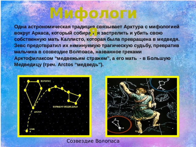 Мифология Одна астрономическая традиция связывает Арктура с мифологией вокруг Аркаса, который собирался застрелить и убить свою собственную мать Каллисто, которая была превращена в медведя. Зевс предотвратил их неминуемую трагическую судьбу, превратив мальчика в созвездие Волпоаса, названное греками Арктофилаксом “медвежьим стражем”, а его мать - в Большую Медведицу (греч. Arctos “медведь”). Созвездие Волопаса 