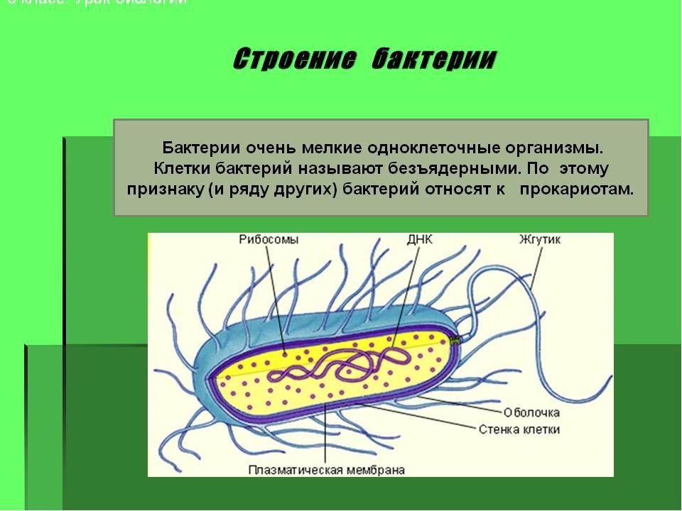 Проекты по биологии 5 класс тема бактерии