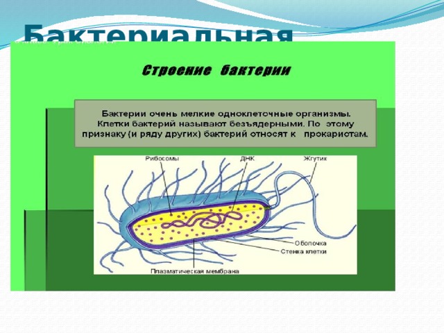 Бактериальная клетка