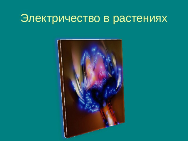 Электричество в растениях 