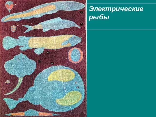  Электрические  рыбы   