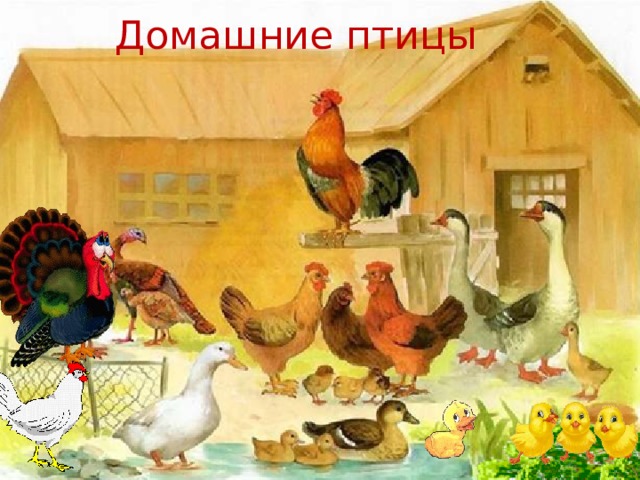 Домашние птицы   