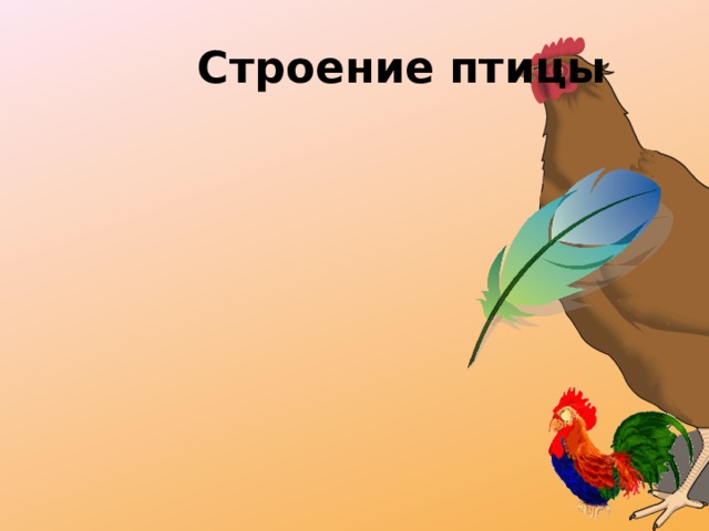 Строение птицы 