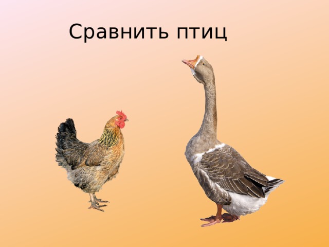 Сравнить птиц 