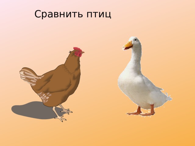 Сравнить птиц 