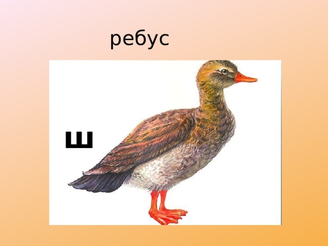 ребус ш 