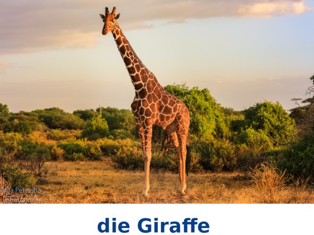 die Giraffe 