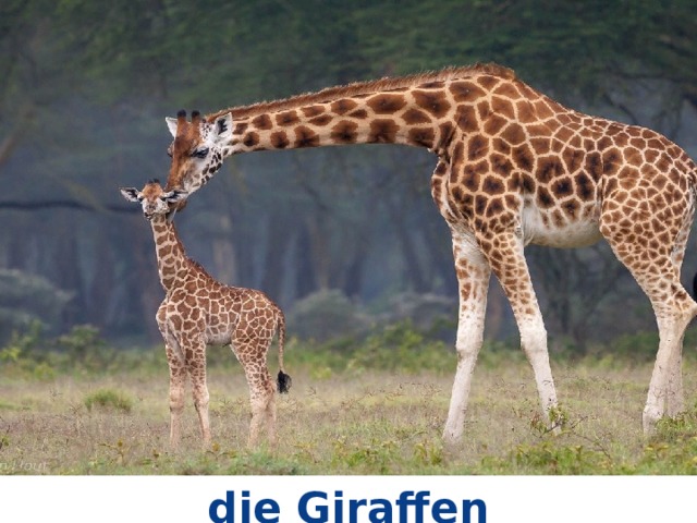die Giraffen 