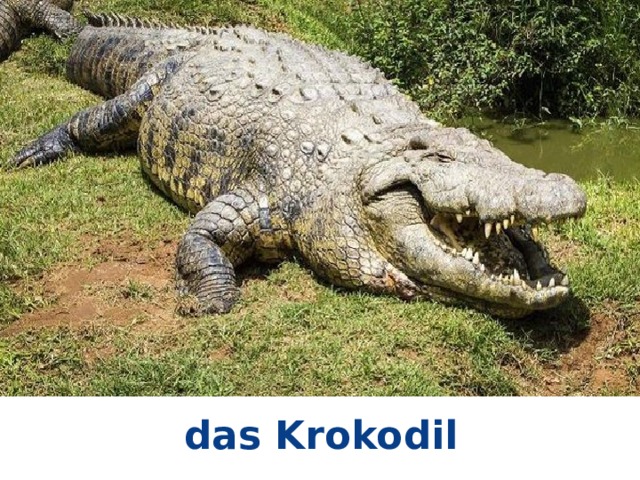 das Krokodil 