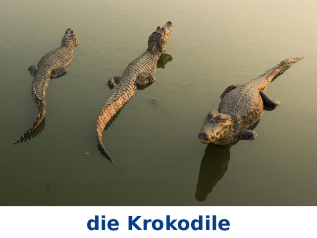 die Krokodile 