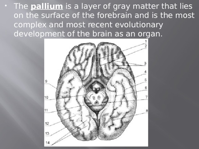 The  pallium  is a layer of gray matter that lies on the surface of the forebrain and is the most complex and most recent evolutionary development of the brain as an organ. 