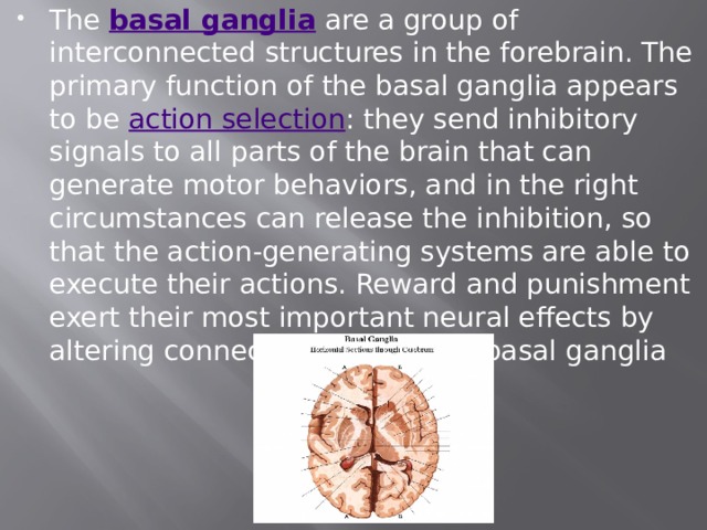 The  basal ganglia  are a group of interconnected structures in the forebrain. The primary function of the basal ganglia appears to be  action selection : they send inhibitory signals to all parts of the brain that can generate motor behaviors, and in the right circumstances can release the inhibition, so that the action-generating systems are able to execute their actions. Reward and punishment exert their most important neural effects by altering connections within the basal ganglia 