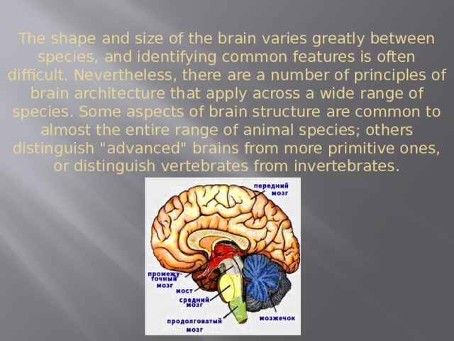 The shape and size of the brain varies greatly between species, and identifying common features is often difficult. Nevertheless, there are a number of principles of brain architecture that apply across a wide range of species. Some aspects of brain structure are common to almost the entire range of animal species; others distinguish 
