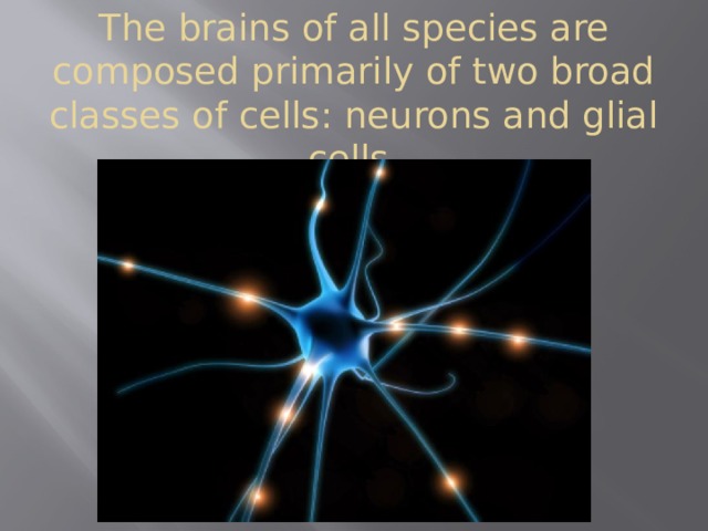 The brains of all species are composed primarily of two broad classes of cells: neurons and glial cells. 
