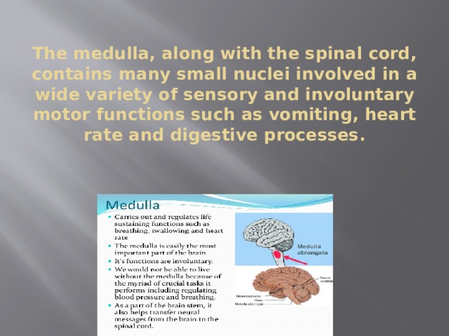  The medulla, along with the spinal cord, contains many small nuclei involved in a wide variety of sensory and involuntary motor functions such as vomiting, heart rate and digestive processes. 