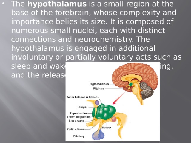 The  hypothalamus  is a small region at the base of the forebrain, whose complexity and importance belies its size. It is composed of numerous small nuclei, each with distinct connections and neurochemistry. The hypothalamus is engaged in additional involuntary or partially voluntary acts such as sleep and wake cycles, eating and drinking, and the release of some hormones 