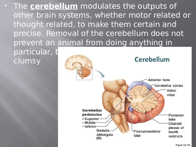 The  cerebellum  modulates the outputs of other brain systems, whether motor related or thought related, to make them certain and precise. Removal of the cerebellum does not prevent an animal from doing anything in particular, but it makes actions hesitant and clumsy 