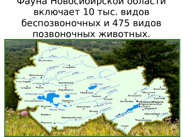 какие животные водятся в новосибирской области. Смотреть фото какие животные водятся в новосибирской области. Смотреть картинку какие животные водятся в новосибирской области. Картинка про какие животные водятся в новосибирской области. Фото какие животные водятся в новосибирской области