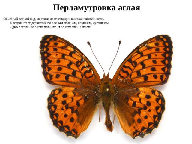 какие животные водятся в новосибирской области. Смотреть фото какие животные водятся в новосибирской области. Смотреть картинку какие животные водятся в новосибирской области. Картинка про какие животные водятся в новосибирской области. Фото какие животные водятся в новосибирской области