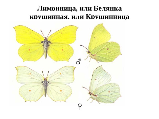 какие животные водятся в новосибирской области. Смотреть фото какие животные водятся в новосибирской области. Смотреть картинку какие животные водятся в новосибирской области. Картинка про какие животные водятся в новосибирской области. Фото какие животные водятся в новосибирской области