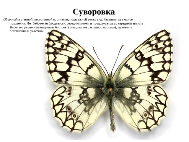 какие животные водятся в новосибирской области. Смотреть фото какие животные водятся в новосибирской области. Смотреть картинку какие животные водятся в новосибирской области. Картинка про какие животные водятся в новосибирской области. Фото какие животные водятся в новосибирской области
