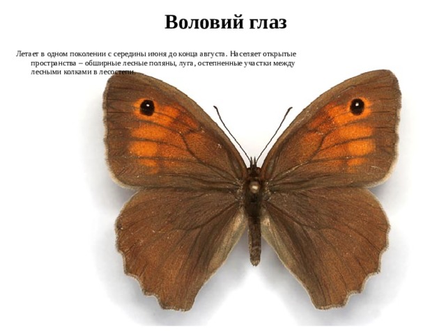 какие животные водятся в новосибирской области. Смотреть фото какие животные водятся в новосибирской области. Смотреть картинку какие животные водятся в новосибирской области. Картинка про какие животные водятся в новосибирской области. Фото какие животные водятся в новосибирской области