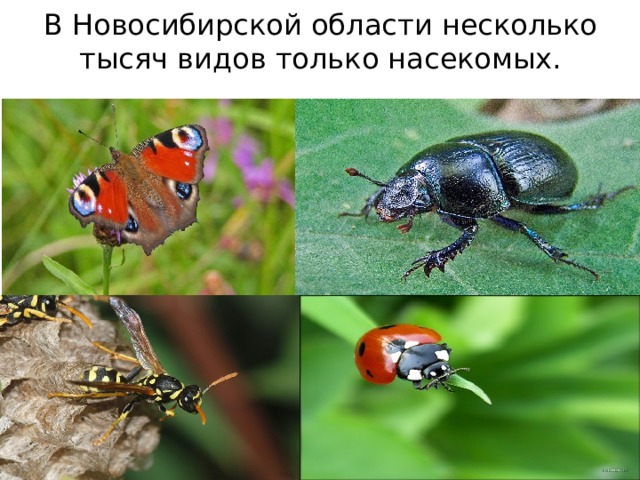 какие животные водятся в новосибирской области. Смотреть фото какие животные водятся в новосибирской области. Смотреть картинку какие животные водятся в новосибирской области. Картинка про какие животные водятся в новосибирской области. Фото какие животные водятся в новосибирской области