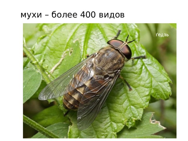 какие животные водятся в новосибирской области. Смотреть фото какие животные водятся в новосибирской области. Смотреть картинку какие животные водятся в новосибирской области. Картинка про какие животные водятся в новосибирской области. Фото какие животные водятся в новосибирской области