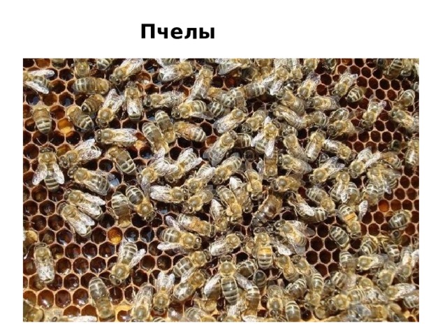 какие животные водятся в новосибирской области. Смотреть фото какие животные водятся в новосибирской области. Смотреть картинку какие животные водятся в новосибирской области. Картинка про какие животные водятся в новосибирской области. Фото какие животные водятся в новосибирской области