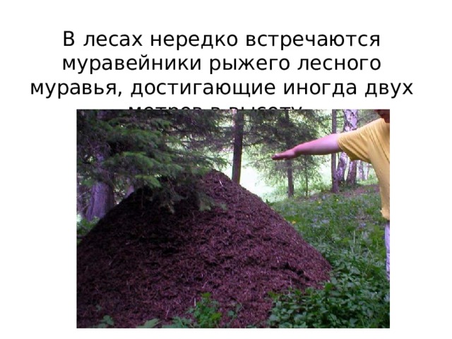 какие животные водятся в новосибирской области. Смотреть фото какие животные водятся в новосибирской области. Смотреть картинку какие животные водятся в новосибирской области. Картинка про какие животные водятся в новосибирской области. Фото какие животные водятся в новосибирской области