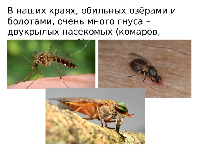 какие животные водятся в новосибирской области. Смотреть фото какие животные водятся в новосибирской области. Смотреть картинку какие животные водятся в новосибирской области. Картинка про какие животные водятся в новосибирской области. Фото какие животные водятся в новосибирской области