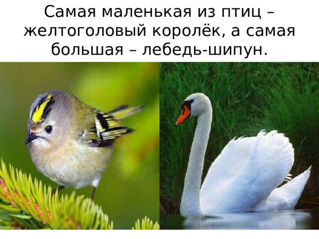какие животные водятся в новосибирской области. Смотреть фото какие животные водятся в новосибирской области. Смотреть картинку какие животные водятся в новосибирской области. Картинка про какие животные водятся в новосибирской области. Фото какие животные водятся в новосибирской области