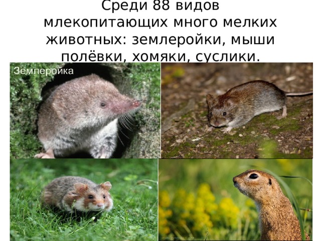 какие животные водятся в новосибирской области. Смотреть фото какие животные водятся в новосибирской области. Смотреть картинку какие животные водятся в новосибирской области. Картинка про какие животные водятся в новосибирской области. Фото какие животные водятся в новосибирской области