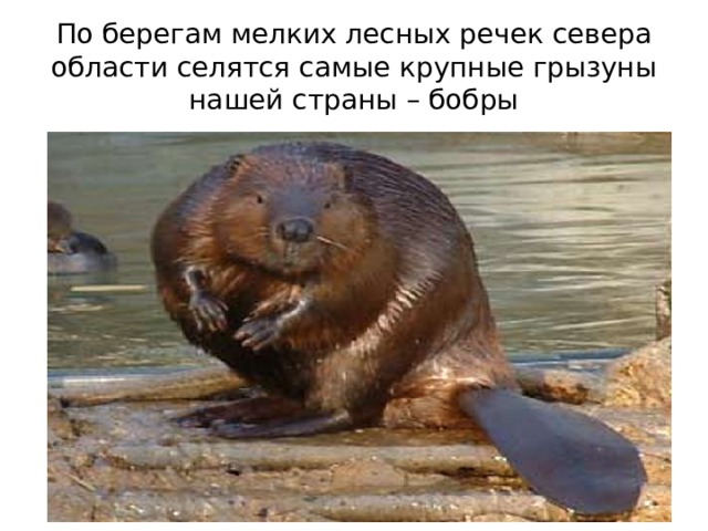 какие животные водятся в новосибирской области. Смотреть фото какие животные водятся в новосибирской области. Смотреть картинку какие животные водятся в новосибирской области. Картинка про какие животные водятся в новосибирской области. Фото какие животные водятся в новосибирской области