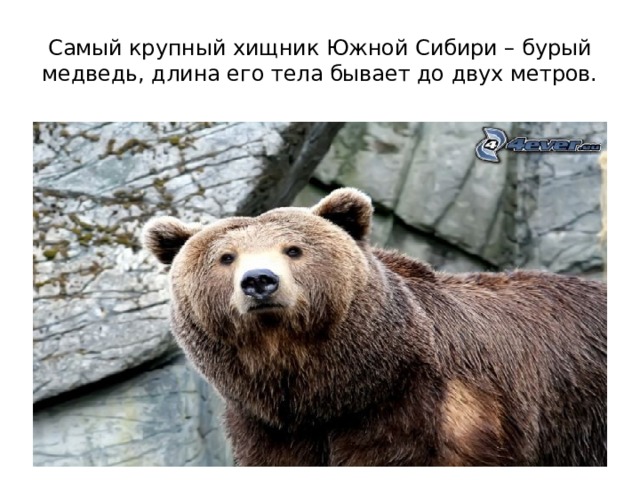 какие животные водятся в новосибирской области. Смотреть фото какие животные водятся в новосибирской области. Смотреть картинку какие животные водятся в новосибирской области. Картинка про какие животные водятся в новосибирской области. Фото какие животные водятся в новосибирской области