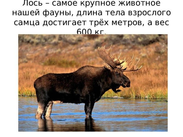какие животные водятся в новосибирской области. Смотреть фото какие животные водятся в новосибирской области. Смотреть картинку какие животные водятся в новосибирской области. Картинка про какие животные водятся в новосибирской области. Фото какие животные водятся в новосибирской области